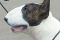 JUNE 2016 - BARCELONA INTERNATIONAL DOG SHOW - SPAIN