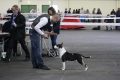 SPECIAL TERRIER & INT DOG SHOW  ANGERS FRANCE 27 MARCH 2016