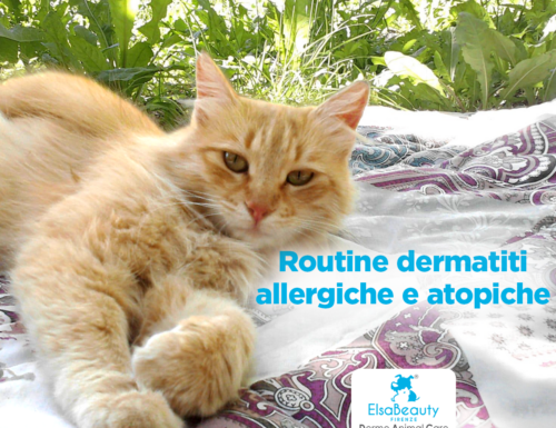 Routine dermatiti allergiche e atopiche del cane e del gatto