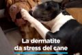 LA DERMATITE DA STRESS DEL CANE